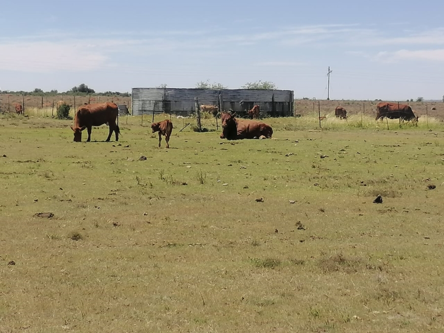 3 Bedroom Property for Sale in Boshof Rural Free State